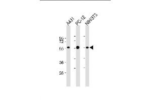 Lane 1: A431, Lane 2: PC-12, Lane 3: NIH/3T3 cell lysate (20µg per lane) probed with bsm-51339M MITF (1607CT834. (MITF 抗体)