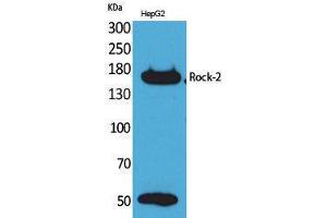 Western Blotting (WB) image for anti-rho-Associated, Coiled-Coil Containing Protein Kinase 2 (ROCK2) (Internal Region) antibody (ABIN3187730) (ROCK2 抗体  (Internal Region))