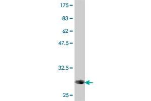 Western Blotting (WB) image for anti-Purinergic Receptor P2Y, G-Protein Coupled, 1 (P2RY1) (AA 1-52) antibody (ABIN562083)