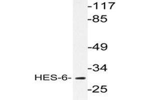 Western blot analysis of HES-6 antibody  in extracts from HeLa cells. (HES6 抗体)