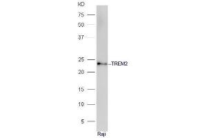 Raje cell lysates probed with Anti-TREM2 Polyclonal Antibody, Unconjugated  at 1:5000 90min in 37˚C. (TREM2 抗体  (AA 1-100))