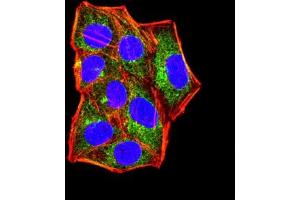 Immunofluorescence (IF) image for anti-Interleukin 1, beta (IL1B) (AA 117-269) antibody (ABIN7193976)