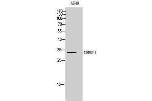 Western Blotting (WB) image for anti-Cell Growth Regulator with EF-Hand Domain 1 (CGREF1) (C-Term) antibody (ABIN3183892) (CGREF1 抗体  (C-Term))