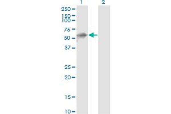 Kelch-like protein 41 (KLHL41) (AA 205-304) 抗体