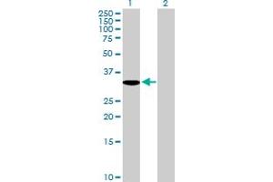 Western Blot analysis of MBD3 expression in transfected 293T cell line by MBD3 MaxPab polyclonal antibody. (MBD3 抗体  (AA 1-291))