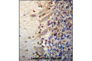 MEGF9 Antibody (C-term) (ABIN657281 and ABIN2846369) immunohistochemistry analysis in formalin fixed and paraffin embedded human cerebellum tissue followed by peroxidase conjugation of the secondary antibody and DAB staining. (MEGF9 抗体  (C-Term))