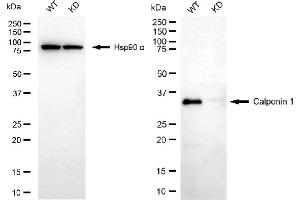 Western blotting analysis using calponin 1 antibody (ABIN7797851).