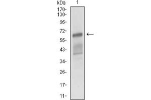 Western Blotting (WB) image for anti-Activated Leukocyte Cell Adhesion Molecule (ALCAM) (AA 48-216) antibody (ABIN1846221) (CD166 抗体  (AA 48-216))