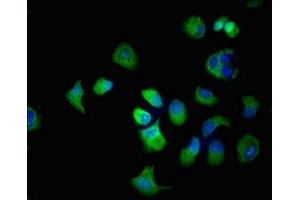 Immunofluorescence (IF) image for anti-Solute Carrier Family 22 (Organic Cation Transporter), Member 2 (SLC22A2) (AA 48-135) antibody (ABIN7170144)