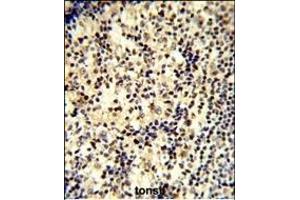 Formalin-fixed and paraffin-embedded human tonsil tissue reacted with SNRPD1 Antibody (C-term) (ABIN389355 and ABIN2839461) , which was peroxidase-conjugated to the secondary antibody, followed by DAB staining. (SNRPD1 抗体  (C-Term))