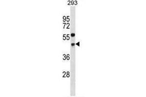 CCNG2 Antibody (Center) western blot analysis in 293 cell line lysates (35µg/lane). (Cyclin G2 抗体  (Middle Region))
