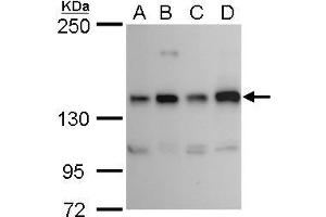 WB Image RET antibody detects RET protein by western blot analysis. (Ret Proto-Oncogene 抗体  (C-Term))