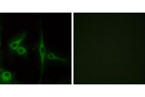 Peptide - +Immunofluorescence analysis of LOVO cells, using ELTD1 antibody.
