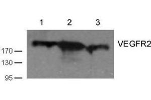 Western blot analysis of cell lysates using VEGFR2 antibody (VEGFR2/CD309 抗体  (AA 1057-1061))