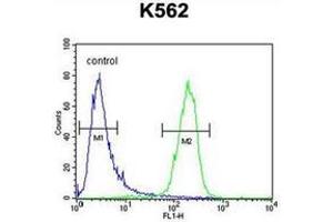 Flow cytometric analysis of K562 cells using MCART2 Antibody (N-term) Cat. (MCART2 抗体  (N-Term))