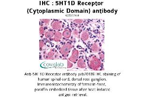 Image no. 1 for anti-Serotonin Receptor 1D (HTR1D) (3rd Cytoplasmic Domain) antibody (ABIN1731350) (5HT1D 抗体  (3rd Cytoplasmic Domain))