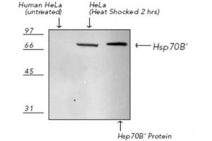Western Blotting (WB) image for anti-Heat Shock 70kDa Protein 6 (HSP70B') (HSPA6) (C-Term) antibody (ABIN7211464) (HSPA6 抗体  (C-Term))