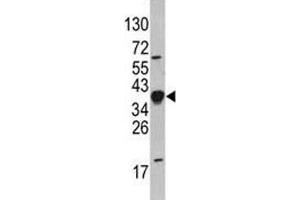 Western blot analysis of NANOG antibody and HepG2 lysate. (Nanog 抗体  (AA 267-292))