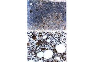 Formalin-fixed, paraffin-embedded mouse tissue stained for Traf5 expression. (TRAF5 抗体)