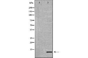 Western blot analysis of extracts of 293T, using NPY antibody. (NPY 抗体  (Internal Region))