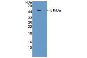 Western blot analysis of recombinant Mouse SPC. (Surfactant Protein C 抗体  (AA 1-193))