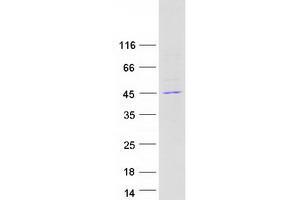 Western Blotting (WB) image for Chitinase 3-Like 2 (CHI3L2) (Transcript Variant 3) protein (Myc-DYKDDDDK Tag) (ABIN2713972)
