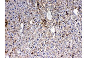 Immunohistochemistry (IHC) image for anti-Thrombopoietin (THPO) (AA 22-259) antibody (ABIN5518876)