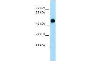 WB Suggested Anti-Dusp7 Antibody Titration: 1. (DUSP7 抗体  (Middle Region))