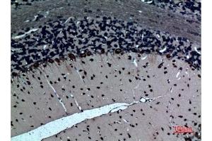 Immunohistochemical analysis of paraffin-embedded rat-brain, antibody was diluted at 1:100.