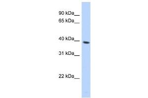 SPON2 antibody used at 1 ug/ml to detect target protein. (SPON2 抗体  (N-Term))