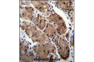 MLNR Antibody (C-term) (ABIN656598 and ABIN2845859) immunohistochemistry analysis in formalin fixed and paraffin embedded human stomach tissue followed by peroxidase conjugation of the secondary antibody and DAB staining. (Motilin Receptor 抗体  (C-Term))