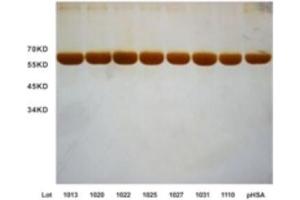 Batches consistency of seven batches of OsrHSA. (HSA 蛋白)