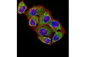 Immunofluorescence analysis of Hela cells using ATPIF1 mouse mAb (green).