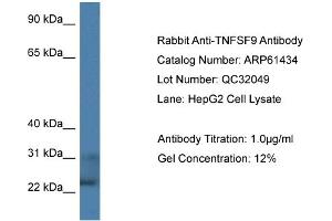 Western Blotting (WB) image for anti-Tumor Necrosis Factor (Ligand) Superfamily, Member 9 (TNFSF9) (C-Term) antibody (ABIN2788804) (TNFSF9 抗体  (C-Term))