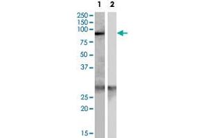 SCARF1 polyclonal antibody  (0. (SCARF1 抗体)