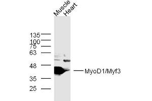 Lane 1: mouse muscle lysates, Lane 2: mouse heart lysates probed with MyoD1 Polyclonal Antibody, Unconjugated  at 1:300 overnight at 4˚C. (MYOD1 抗体  (AA 51-150))