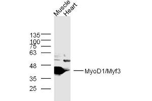 Lane 1: mouse muscle lysates, Lane 2: mouse heart lysates probed with MyoD1 Polyclonal Antibody, Unconjugated  at 1:300 overnight at 4˚C.