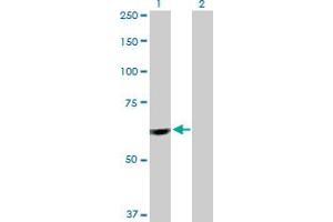 Western Blot analysis of PTBP1 expression in transfected 293T cell line by PTBP1 MaxPab polyclonal antibody. (PTBP1 抗体  (AA 1-557))