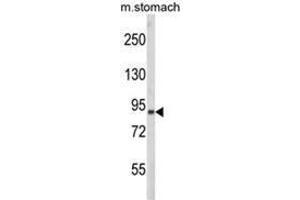 Western blot analysis of PARD3 Antibody (C-term) in mouse stomach tissue lysates (35ug/lane). (PARD3 抗体  (C-Term))