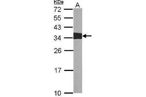 WB Image Sample (30 ug of whole cell lysate) A:NIH-3T3 12% SDS PAGE antibody diluted at 1:1000 (Crk 抗体  (Center))