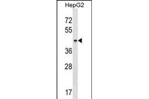 KRT23 Antibody (Center) (ABIN1537856 and ABIN2848964) western blot analysis in HepG2 cell line lysates (35 μg/lane). (KRT23 抗体  (AA 141-170))