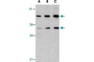 Western blot analysis of HTRA2 in U-937 lysate with HTRA2 polyclonal antibody  at (A) 0. (HTRA2 抗体  (C-Term))