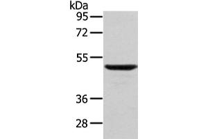 Western Blotting (WB) image for anti-WAS Protein Family, Member 2 (WASF2) antibody (ABIN5957856) (WASF2 抗体)