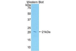 Western Blotting (WB) image for anti-Leukocyte-Associated Immunoglobulin-Like Receptor 1 (LAIR1) (AA 40-208) antibody (ABIN1859593) (LAIR1 抗体  (AA 40-208))