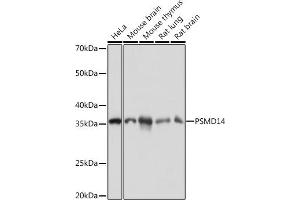 Western blot analysis of extracts of various cell lines, using PSMD14 Rabbit mAb (ABIN7269588) at 1:1000 dilution. (PSMD14 抗体)