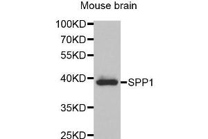 Western Blotting (WB) image for anti-Secreted phosphoprotein 1 (SPP1) (AA 17-314) antibody (ABIN3021922) (Osteopontin 抗体  (AA 17-314))