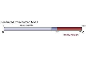 Image no. 4 for anti-Macrophage Stimulating 1 (Hepatocyte Growth Factor-Like) (MST1) (AA 331-483) antibody (ABIN968344) (MST1 抗体  (AA 331-483))