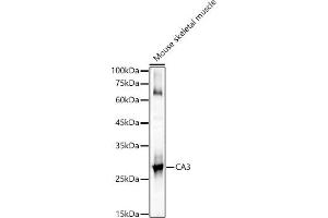 Western blot analysis of extracts of Mouse skeletal muscle, using C antibody (ABIN6131265, ABIN6137793, ABIN6137794 and ABIN6217485) at 1:1000 dilution. (CA3 抗体  (AA 1-260))