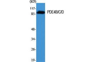 Western Blot (WB) analysis of specific cells using PDE4B/C/D Polyclonal Antibody. (PDE4B/C/D 抗体  (Lys23))
