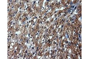Immunohistochemical staining of paraffin-embedded prostate tissue using anti-HSP90AA1mouse monoclonal antibody. (HSP90AA1 抗体)